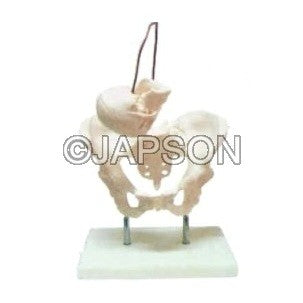 Human Birth Demonstration Model Human Birth Demonstration Model